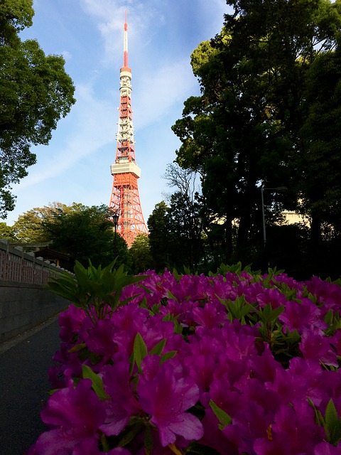 東京タワー撮影 シェアハウスの楽しみ シェアハウス麻布ガーデニア