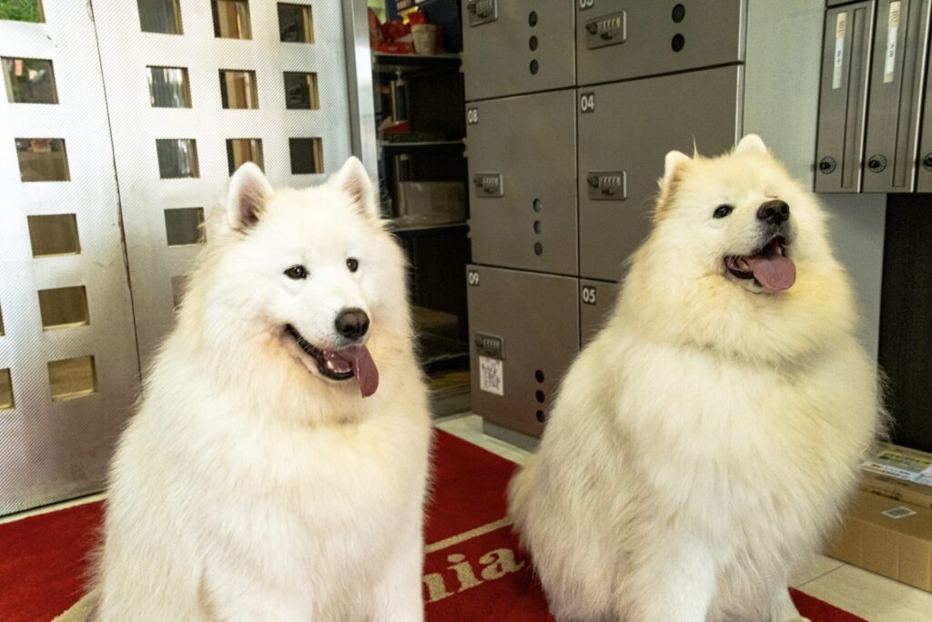 サモエドのさんた&ふうた